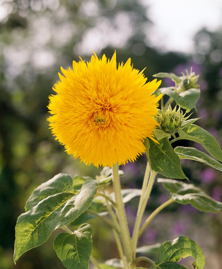 Helianthus anuus