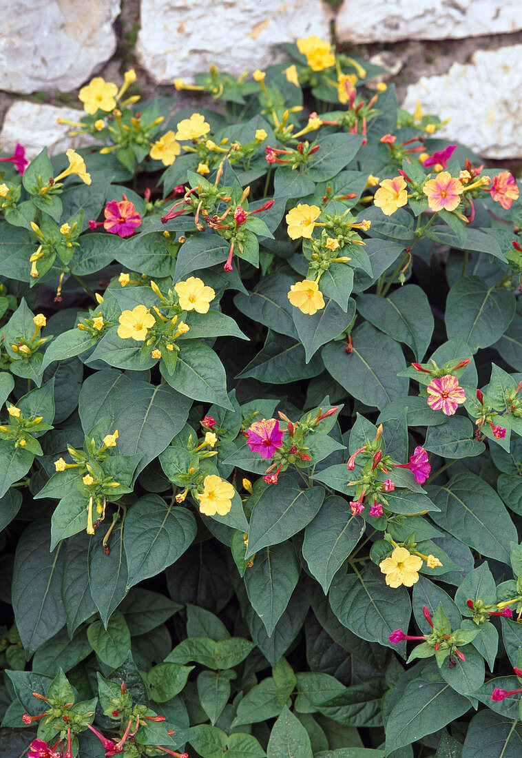 Mirabilis jalapa