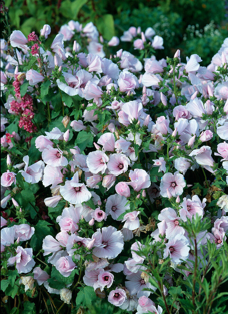 Lavatera trimestris 'Silver Cup' (rosa Bechermalve)