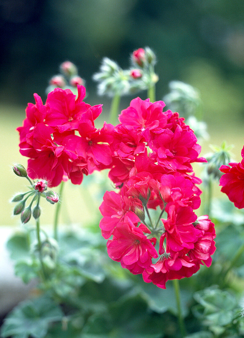 Pelargonium-Hybride 'Kardinal'