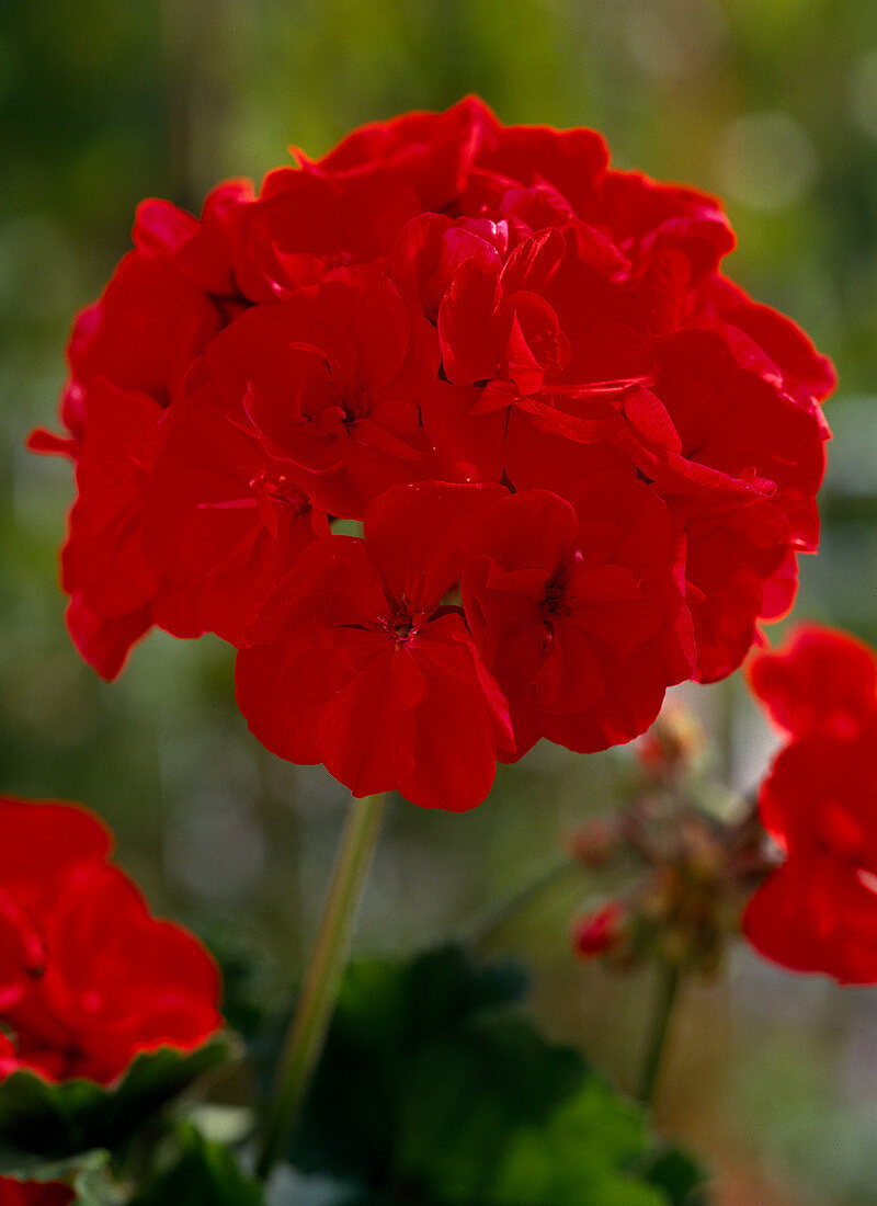 Pelargonium Zonal-Hybriden