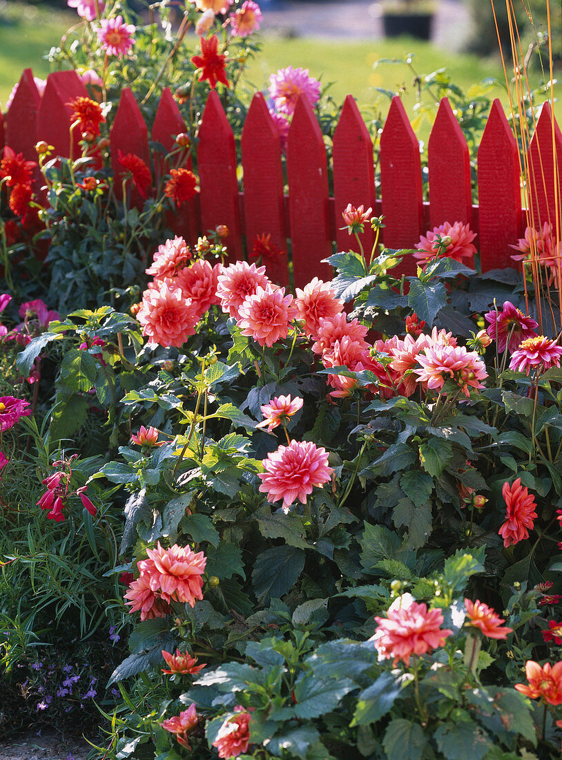 Dahlia, flowerbed in front of red fence