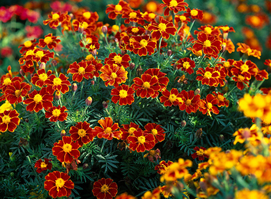 Tagetes patula 'Favourite Red' / Studentenblumen