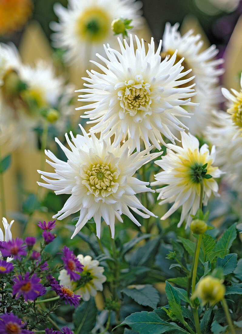 Dahlia 'My Love' (white cactus dahlia)