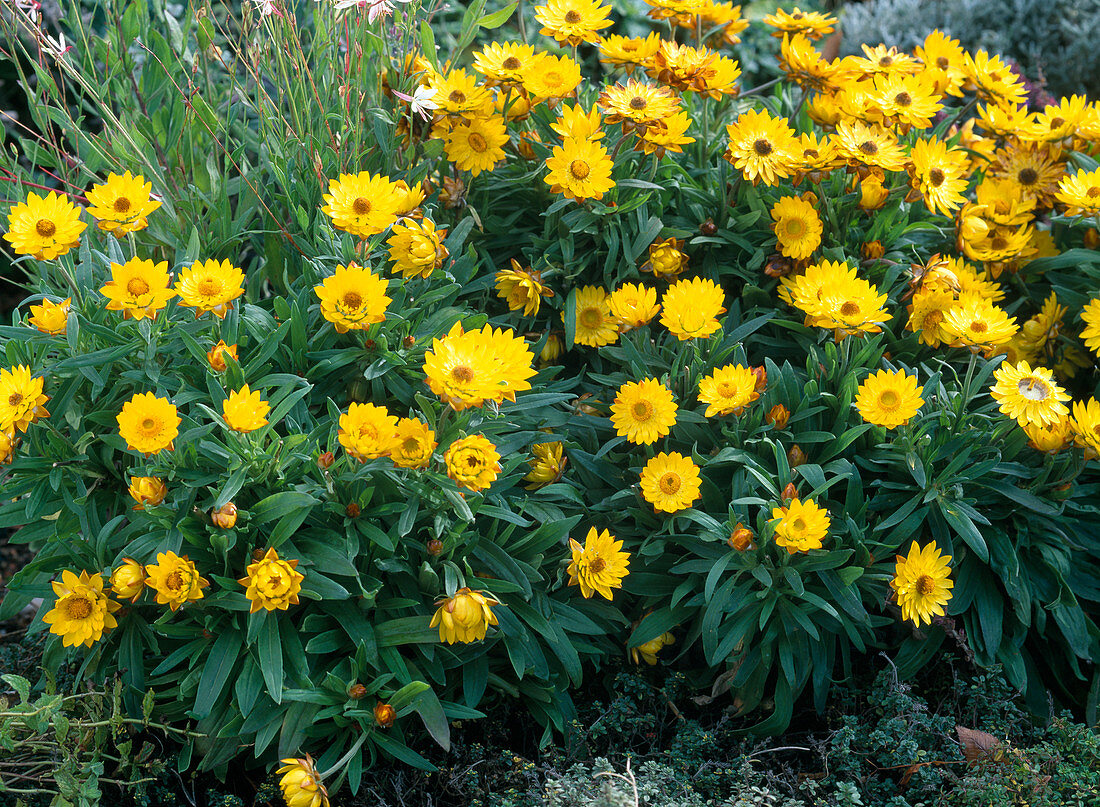 Helichrysum Sundaze 'Gold' (Strawflower)