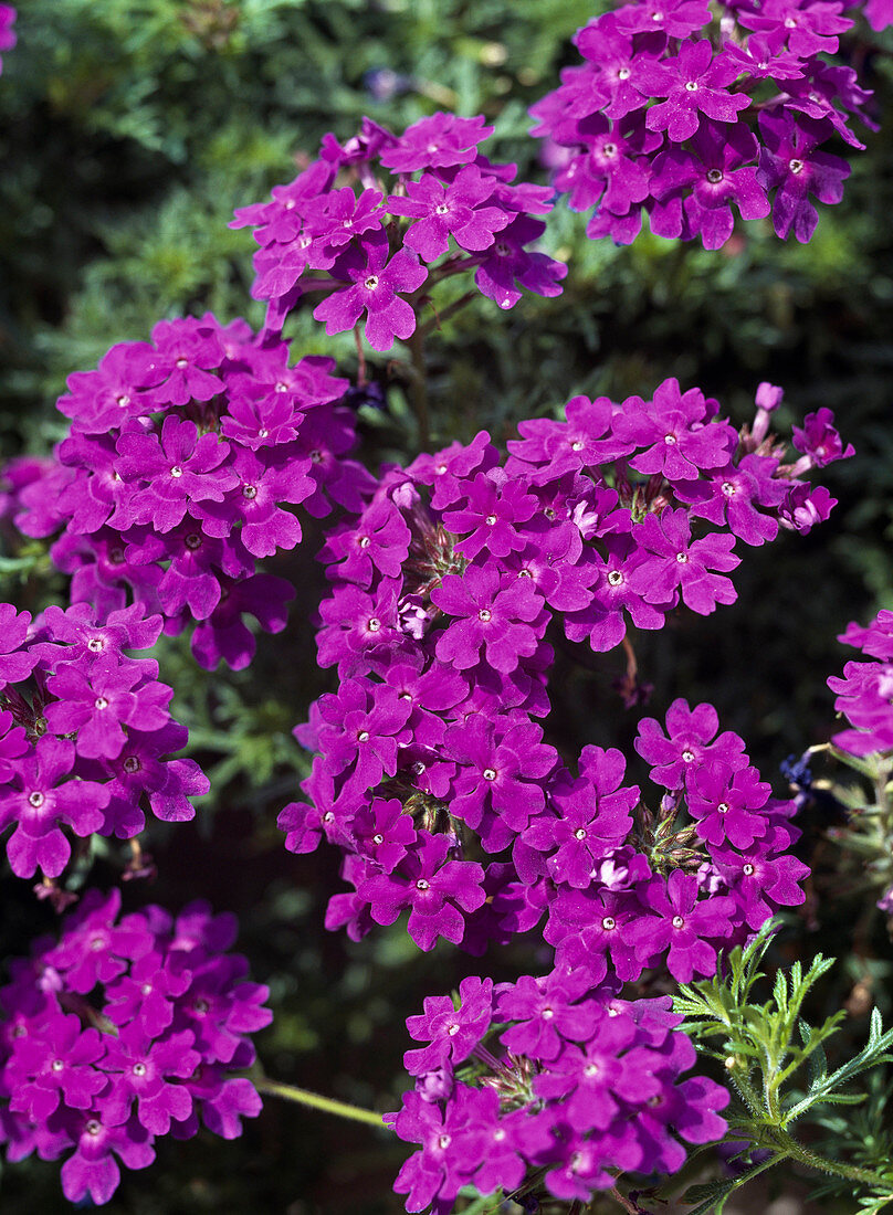 Verbena hybrid 'Tapien' blue