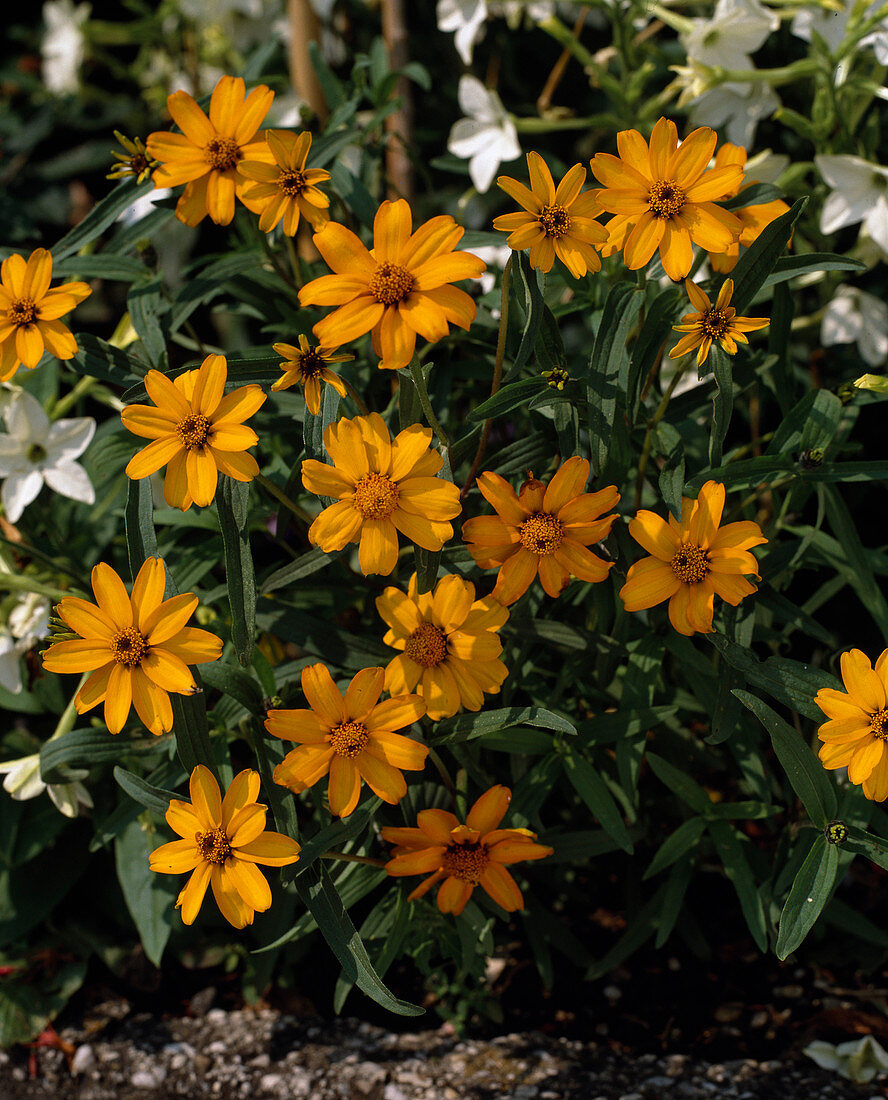 Zinnia angustifolia