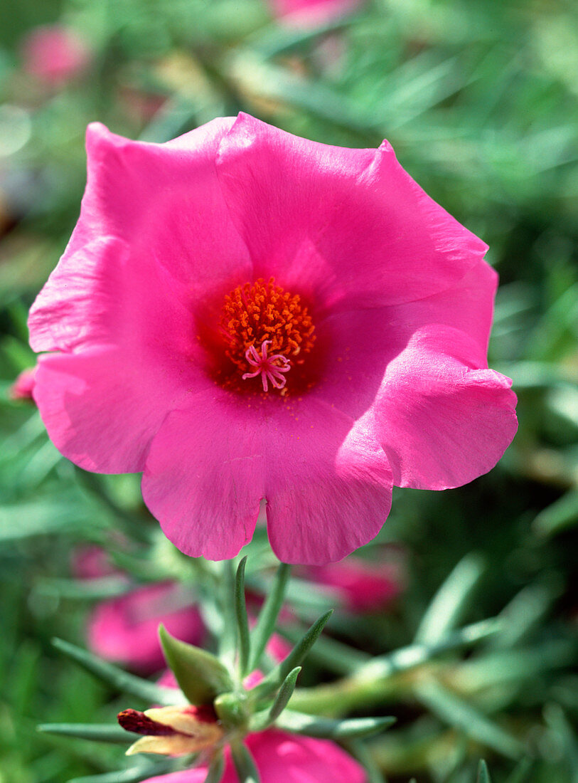 Portulak Grandiflora