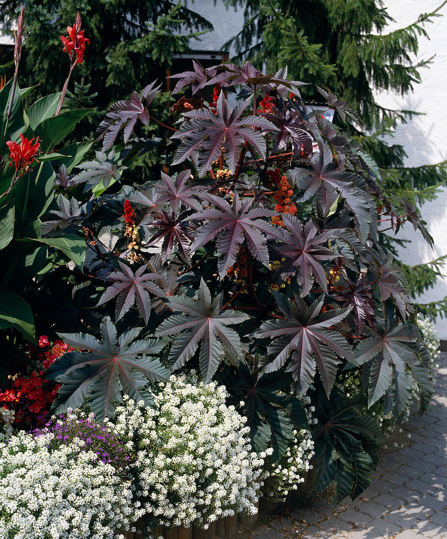 Ricinus communis