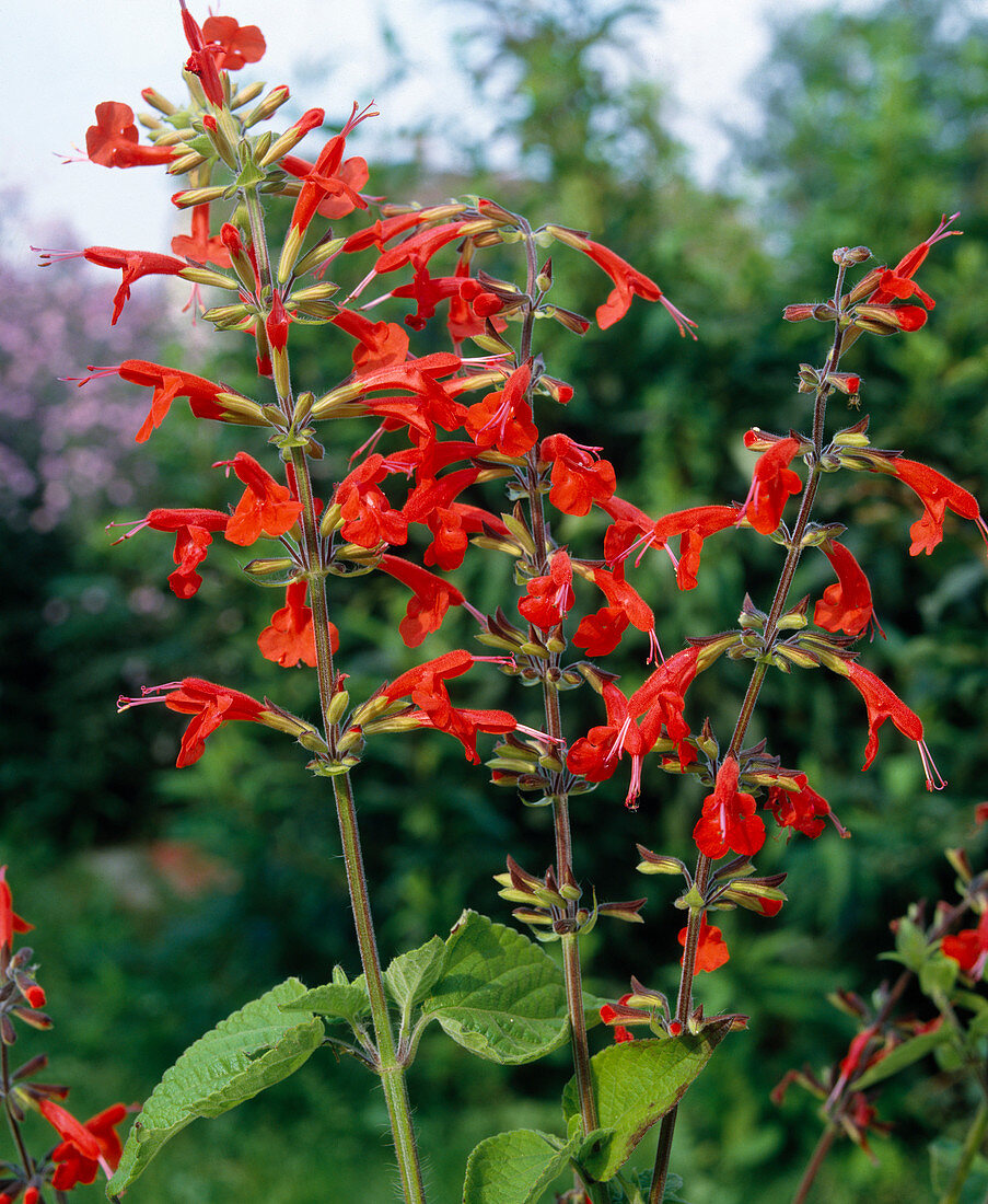 Salvia coccinea