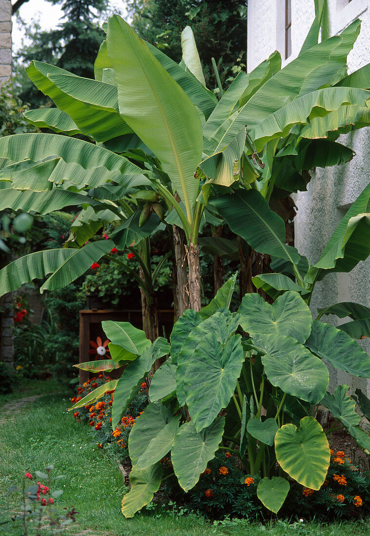 Japanische Faser-Banane (Musa basjoo), Taro (Colocasia esculenta)