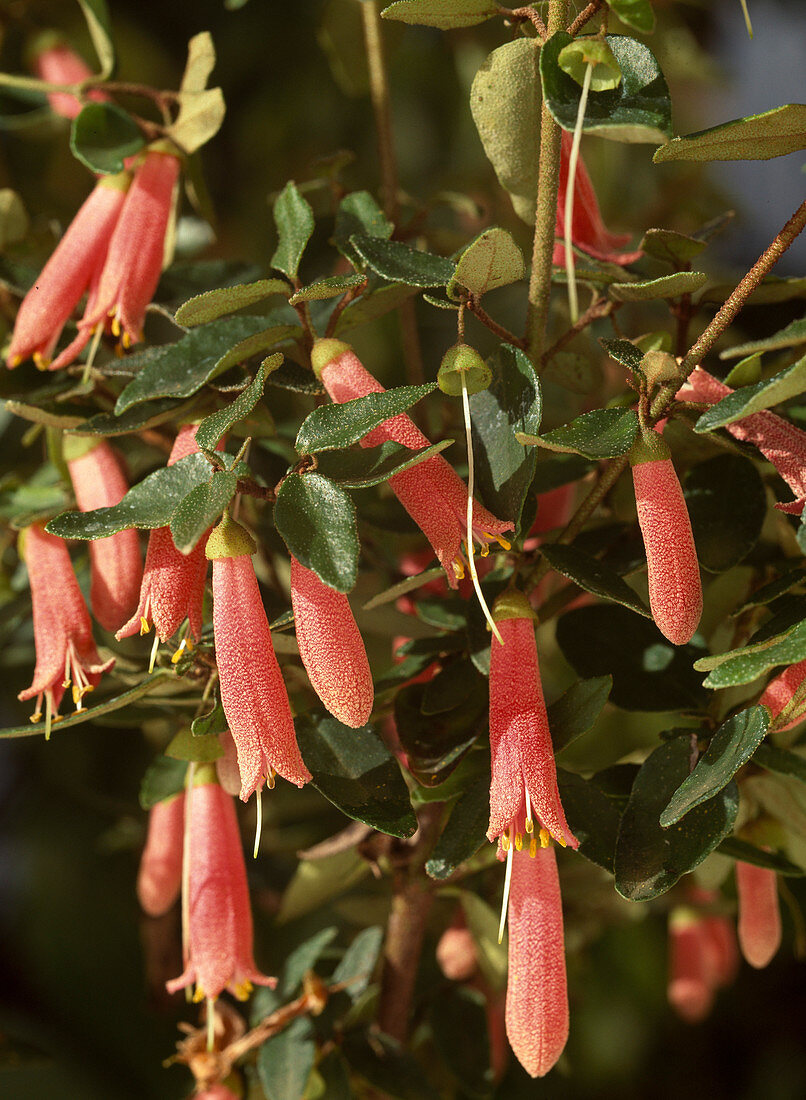 Correa pulchella