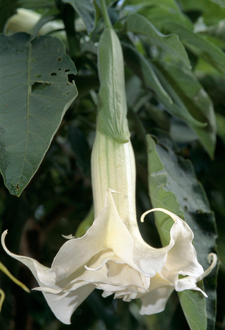 Stechapfel (Datura suaveolens)