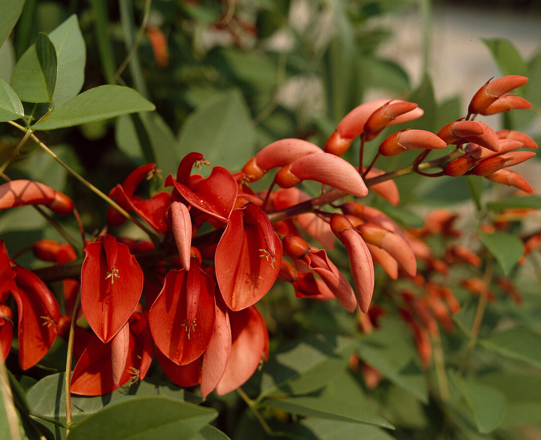 Erythrina Crista-Galli