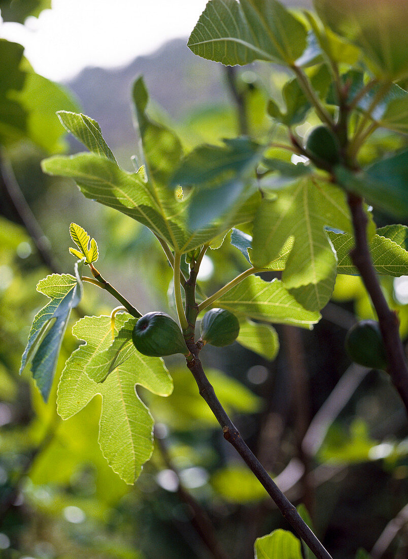 Ficus carica