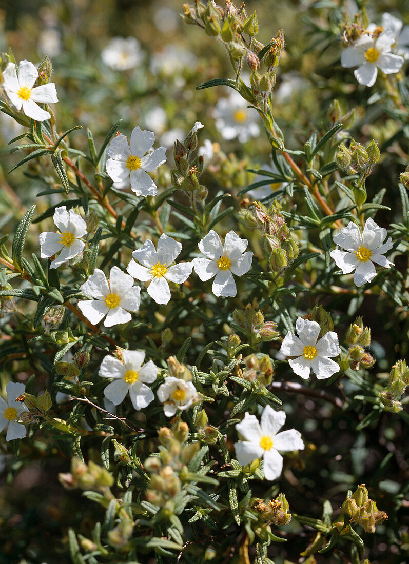 Zistrose Salviifolius