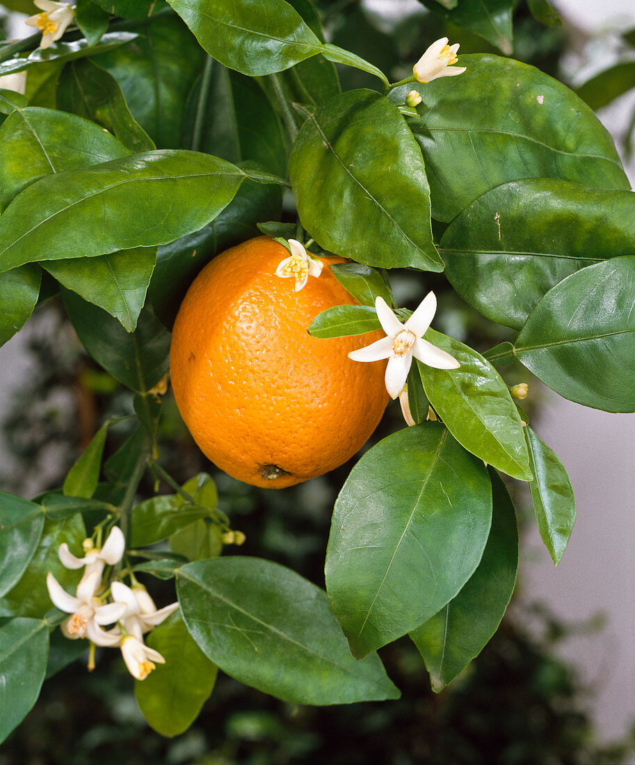 Citrus sinensis