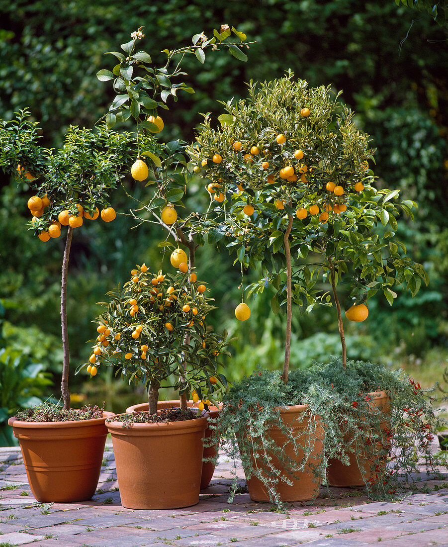 Citrus aurantium var. Variegata, Kumquat, Zitrusfrucht