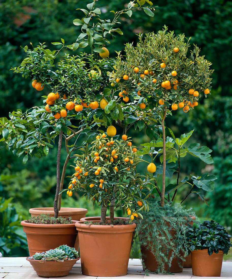 Citrus aurantium var. Variegata, Citrus sinensis, Kumquat