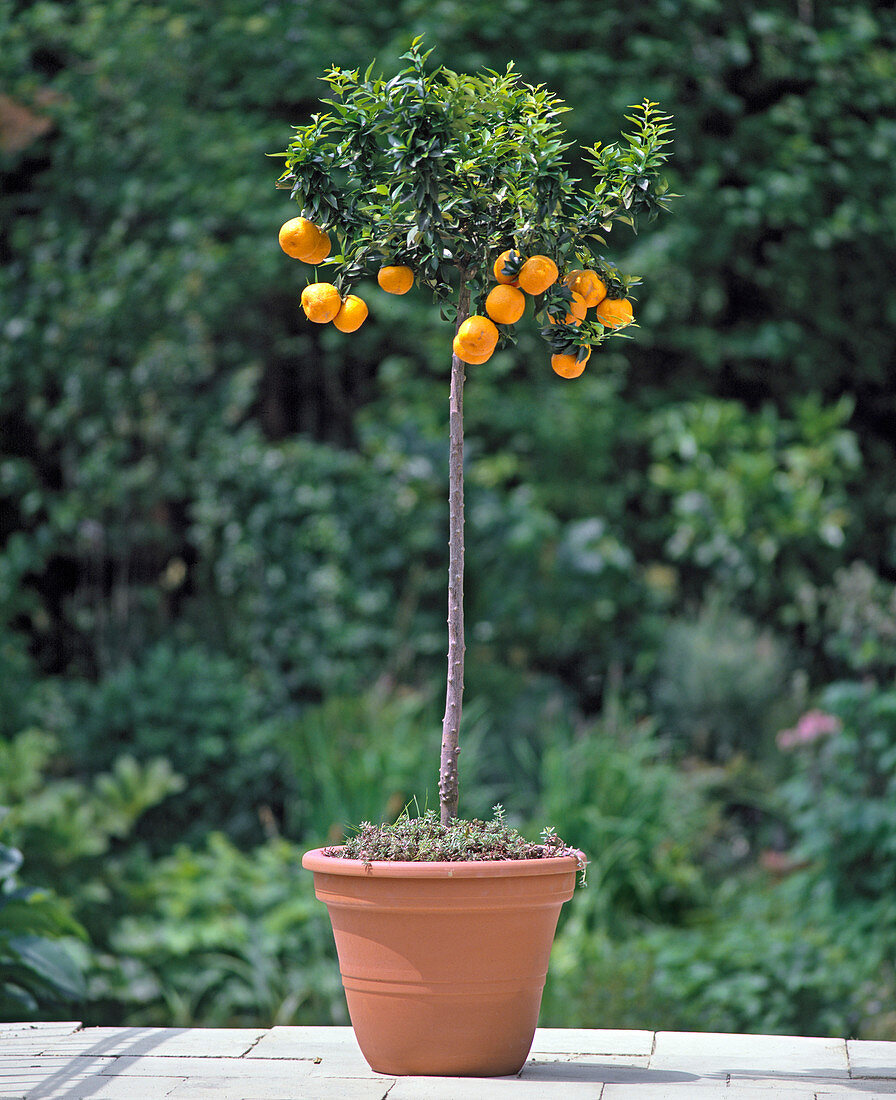 Citrus aurantium var. myrtifolia (Beste Zitrusfrucht)