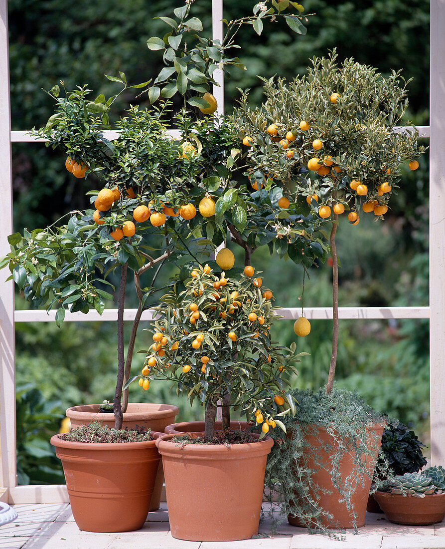 Citrus aurantium Var.myrtifolia, Citrus limon