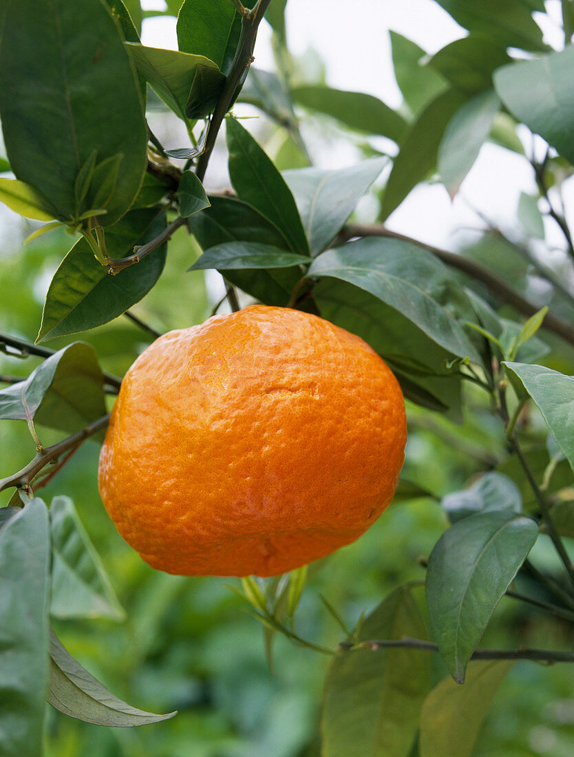 Citrus reticulata (tangerine)