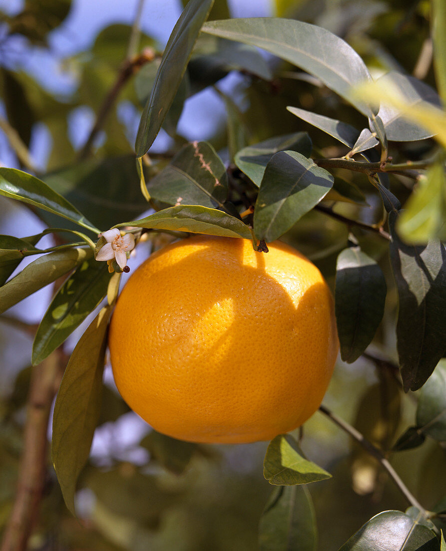 Citrus paradisii 'Red grapefruit'
