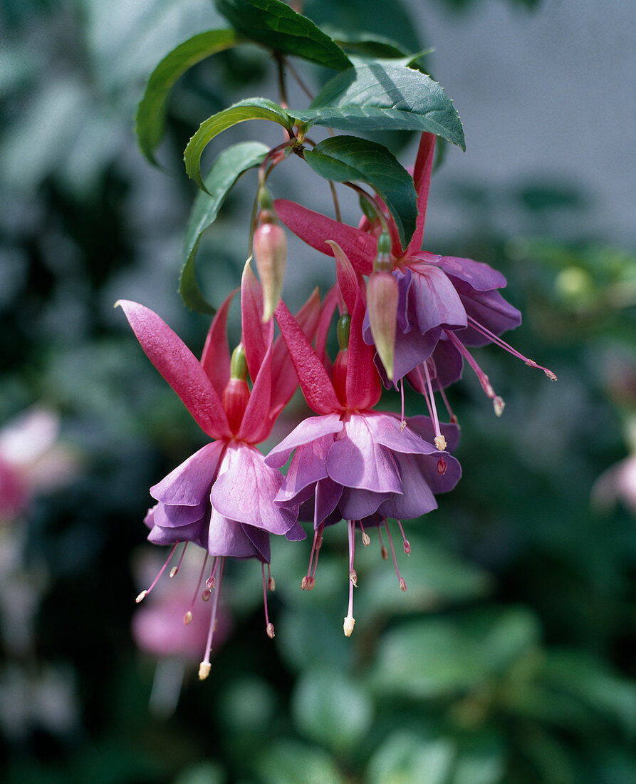 Fuchsia