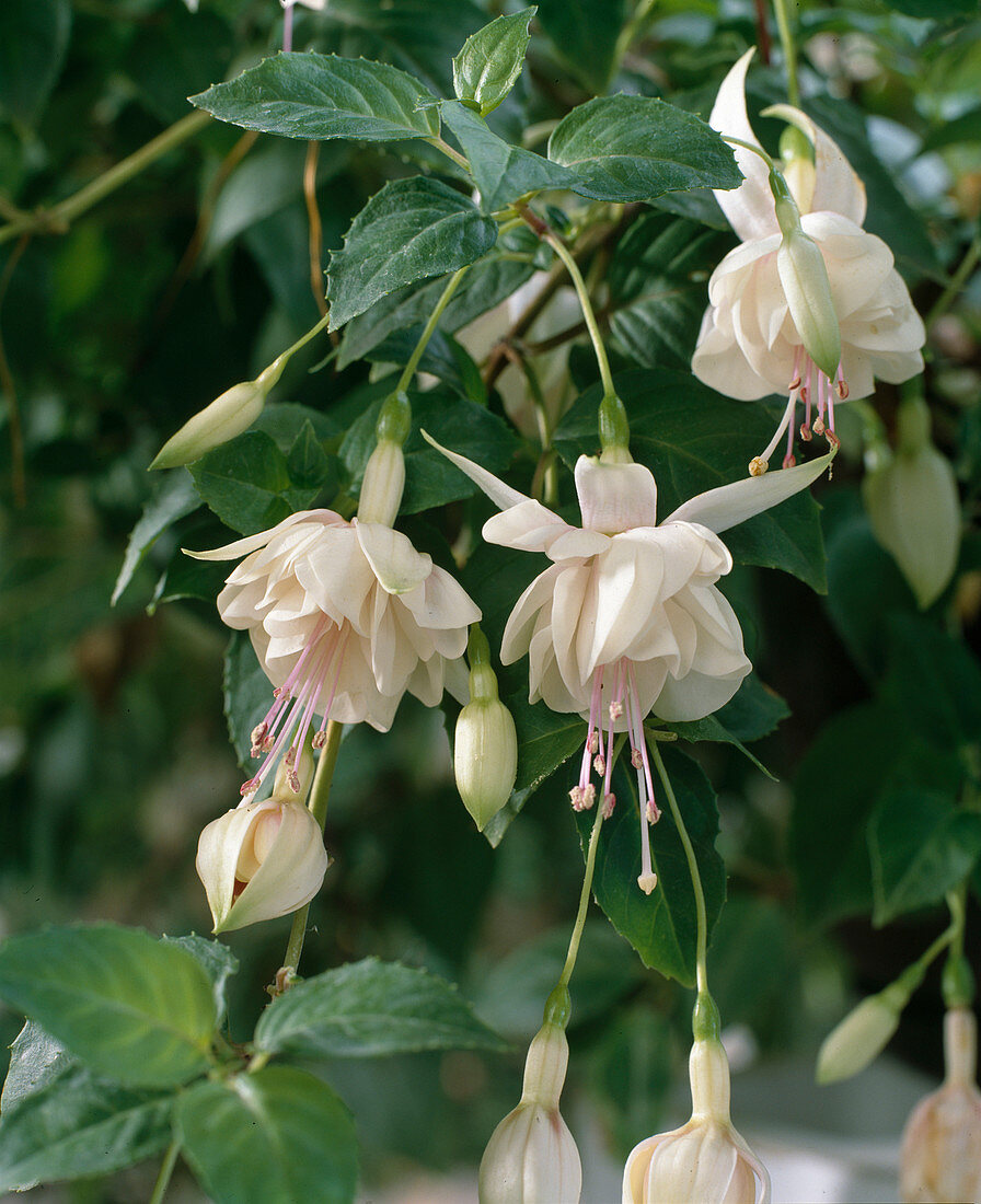 Fuchsia 'Annabel'