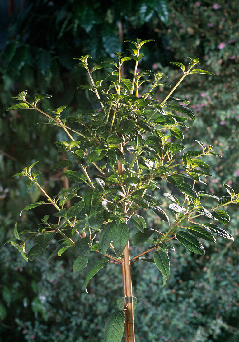 Pruning fuchsia, stemming the stems