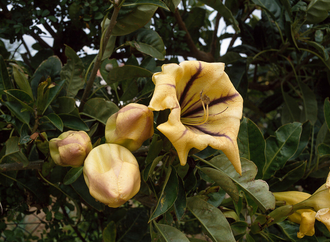 Solandra maxima