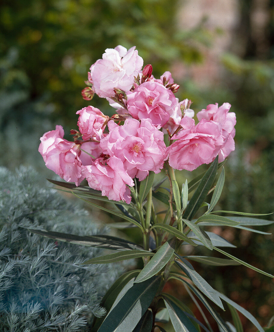 Nerium oleander 'Splendens' (Oleander)