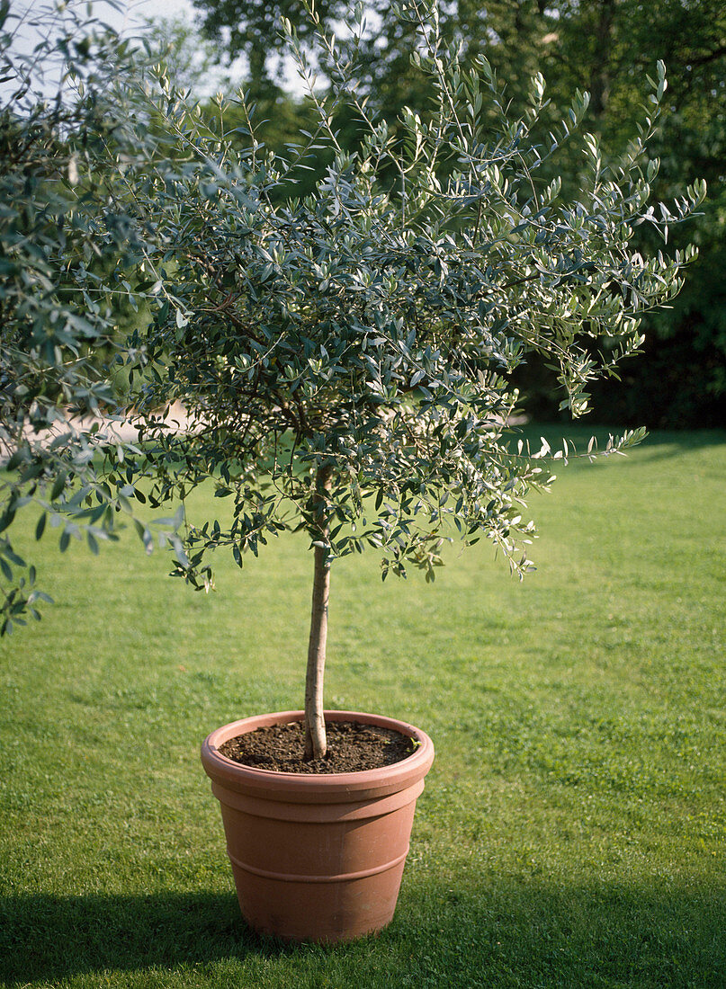 Olea (olive) in the pot