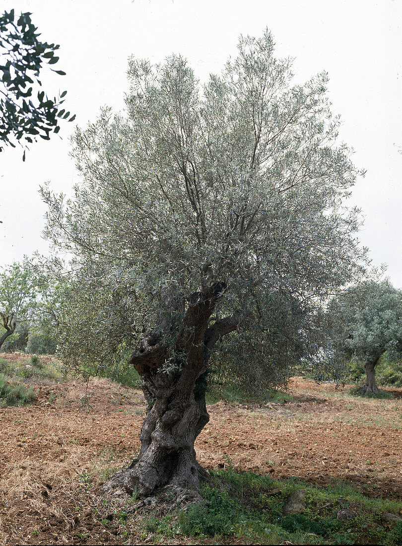 Olea europaea