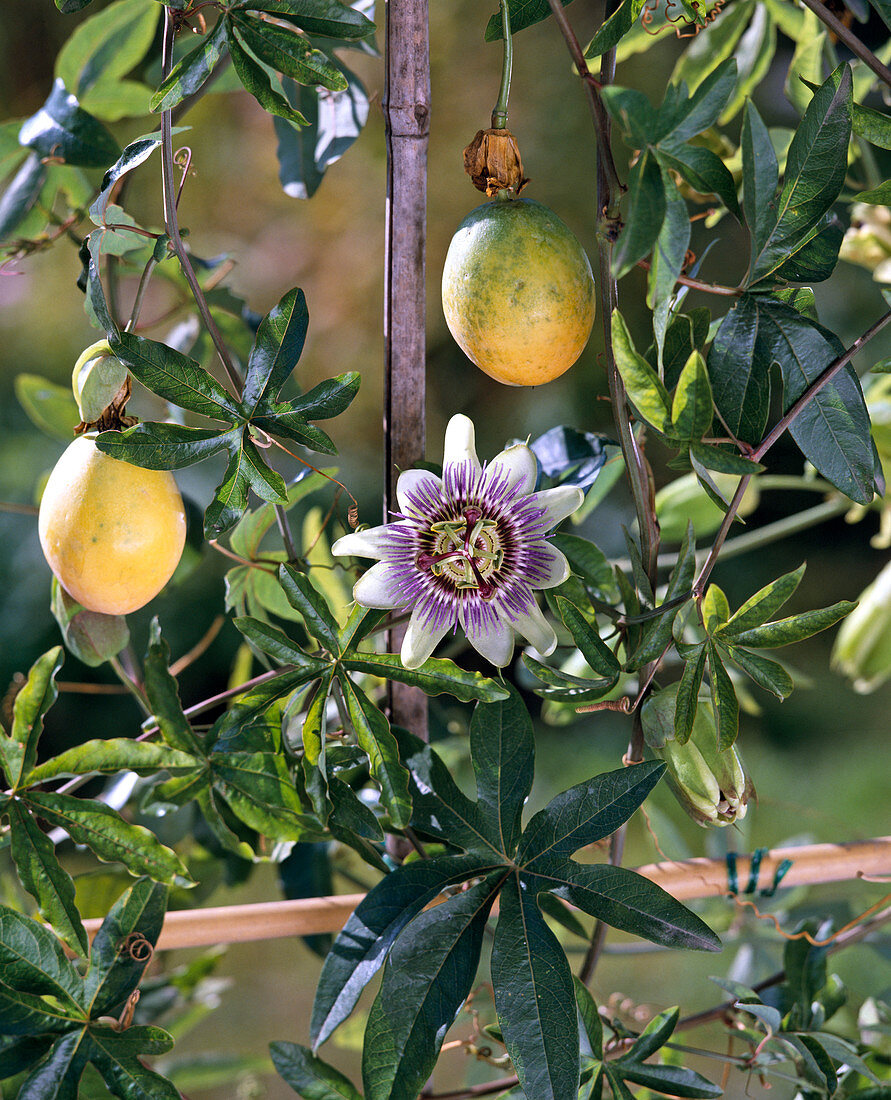 Passiflora CAERULEA