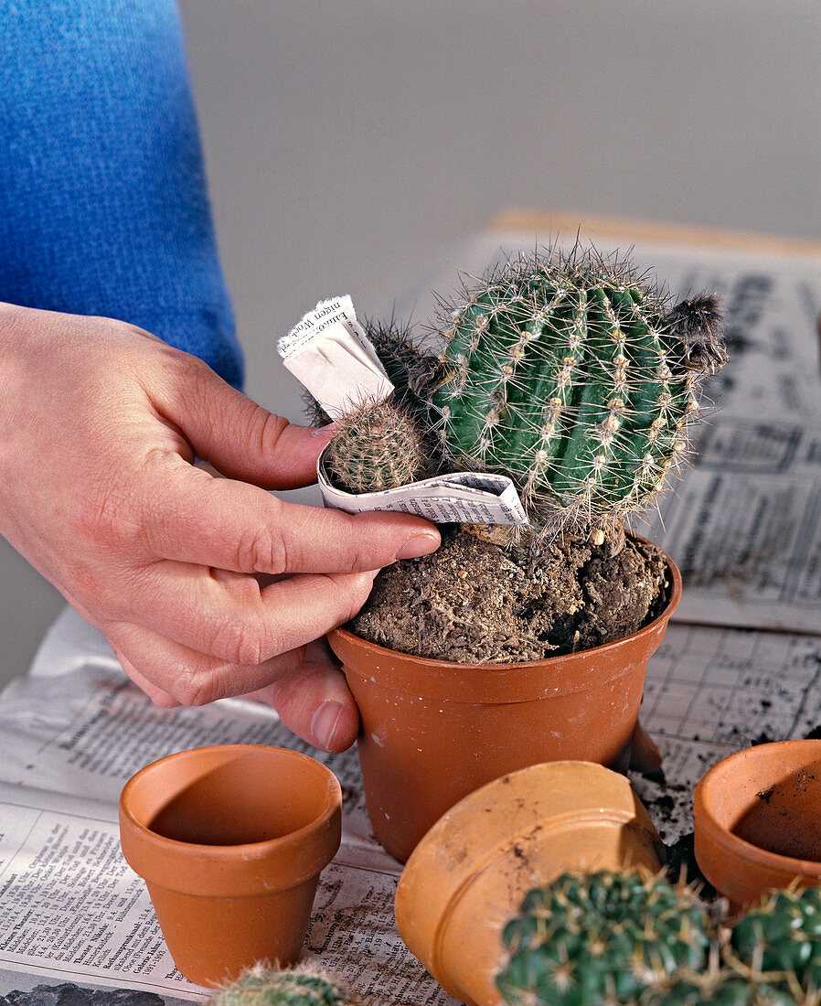 Baby cactuses with newspaper sleeve