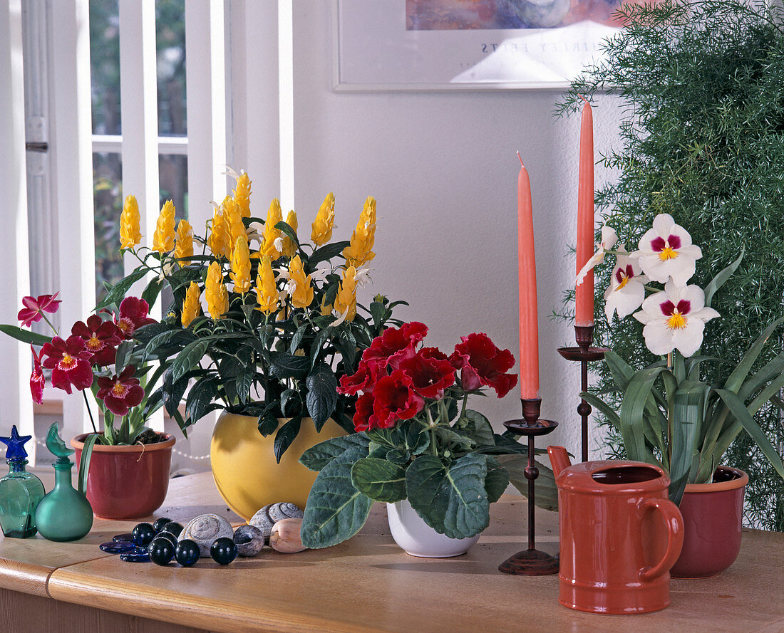 Pachystachys lutea, Sinningia hybrid, Miltonia hybride