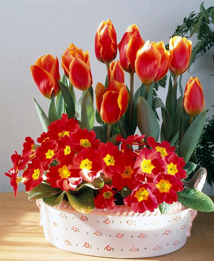 Tulips and primroses