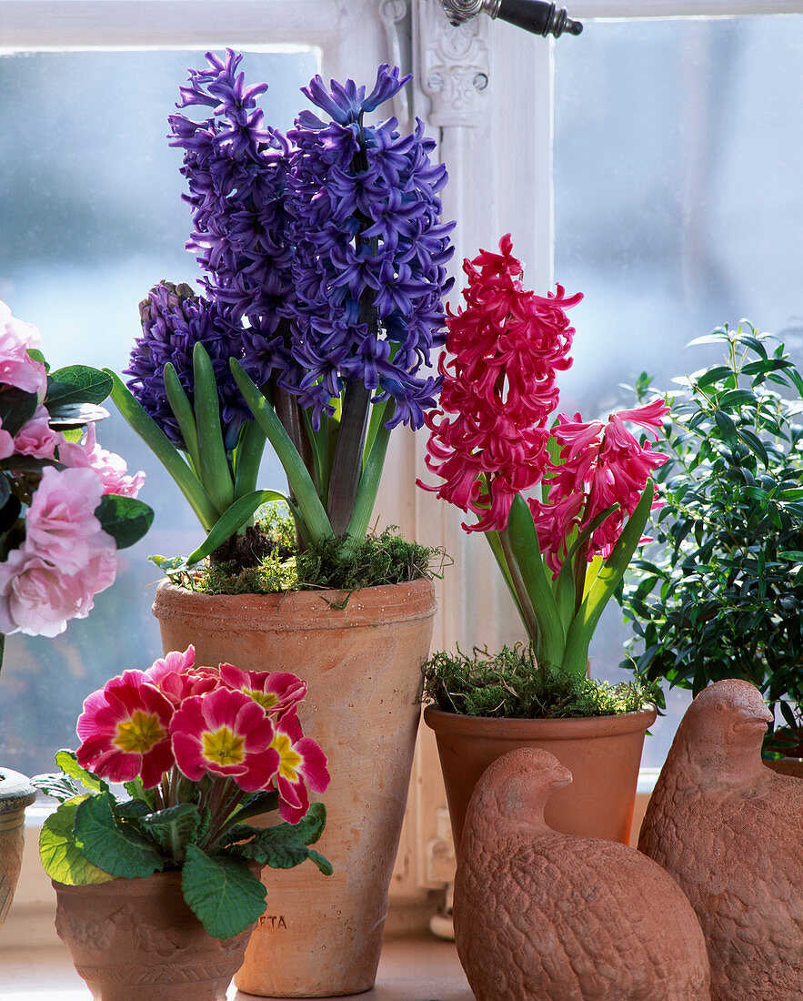 Hyacinthus ORIENTALIS, Primula ACAULIS