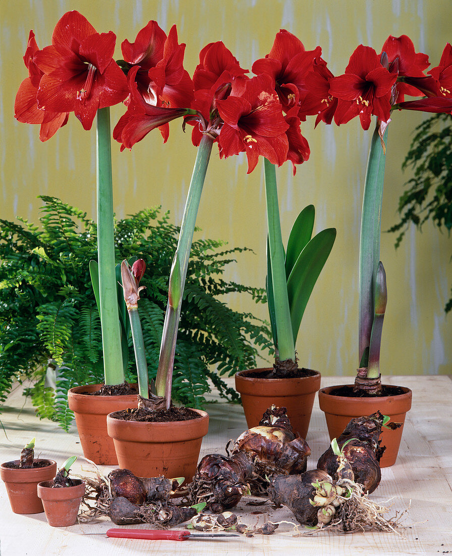 Hippeastrum . Hybr.