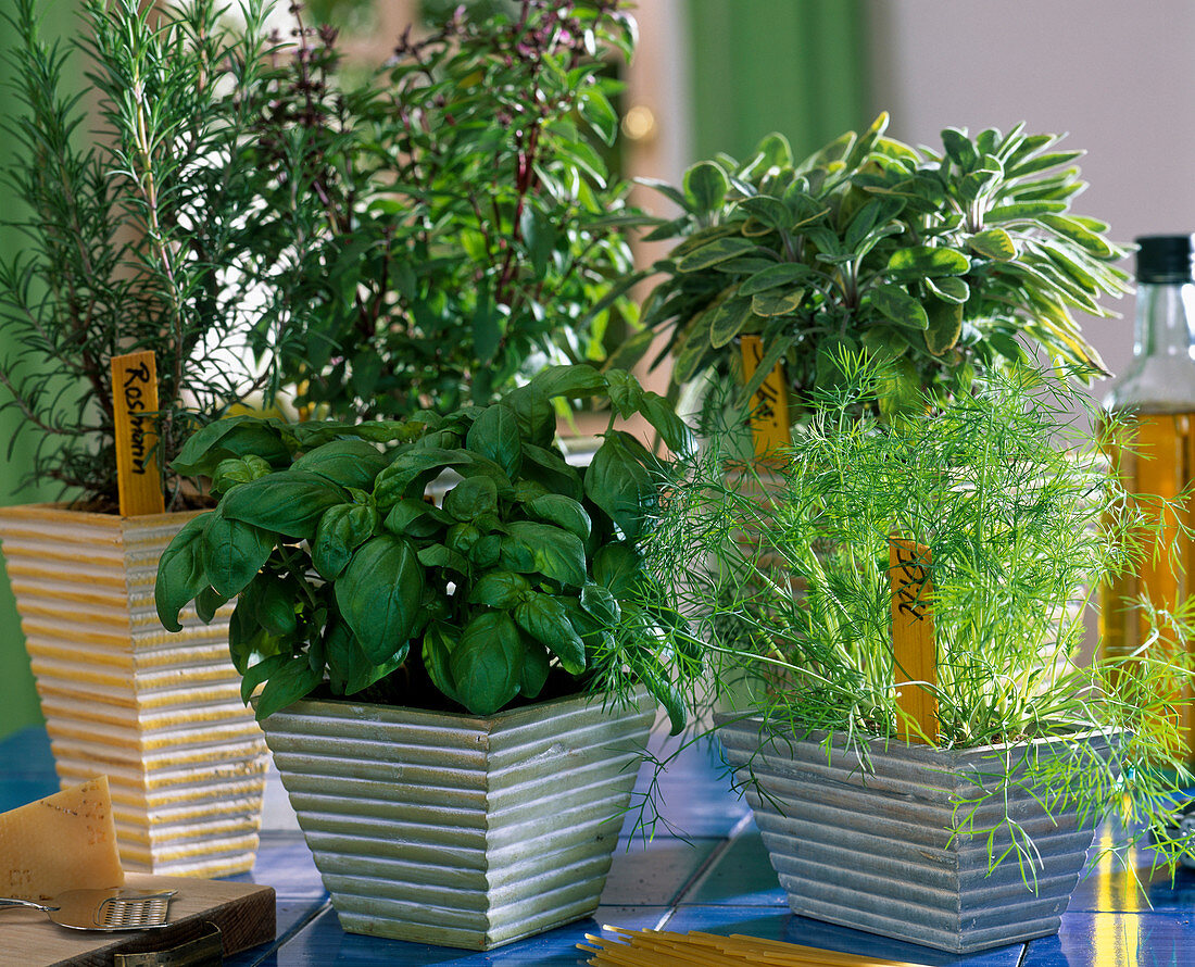 Herbs on the windowsill