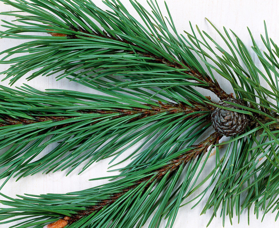 Branches of Pinus mugo