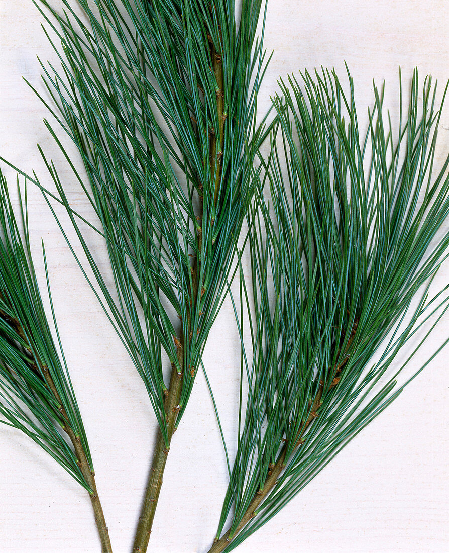 Zweig von Pinus / Seidenkiefer