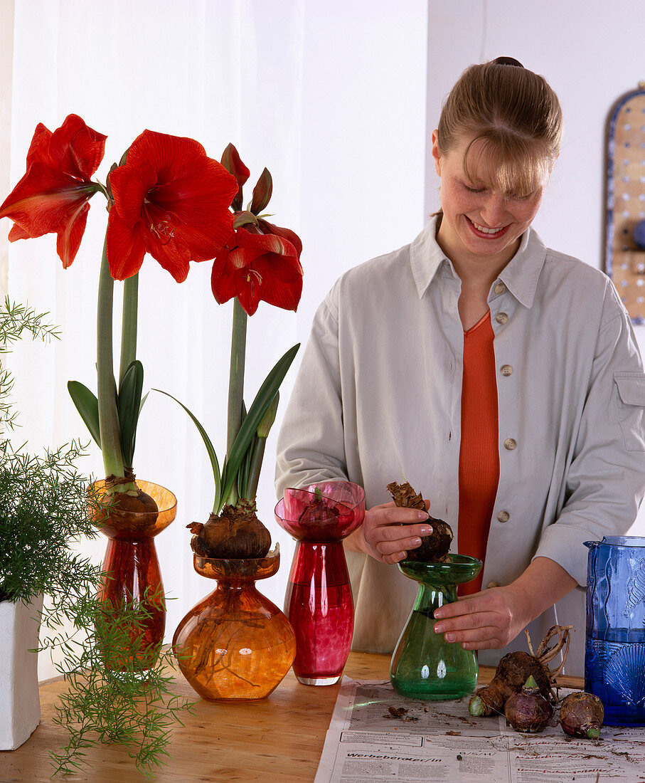 Amaryllis / Hippeastrum aus Gläsern ziehen: Zwiebeln aufs Glas setzen