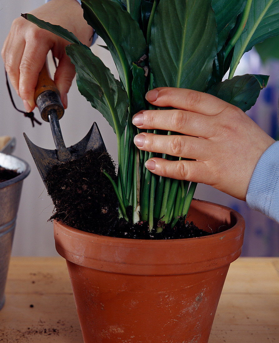 Spathiphyllum / Einblatt umtopfen 5. Step