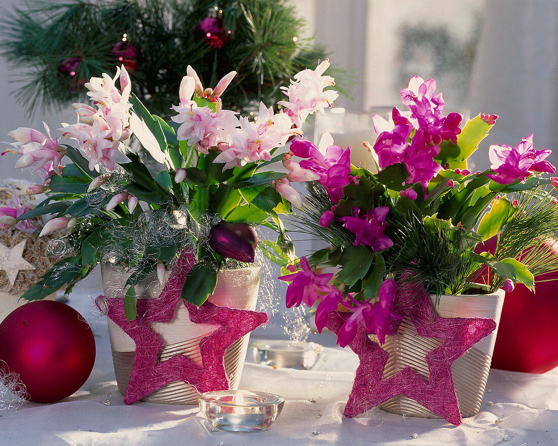 Schlumbergera / Weihnachtskaktus