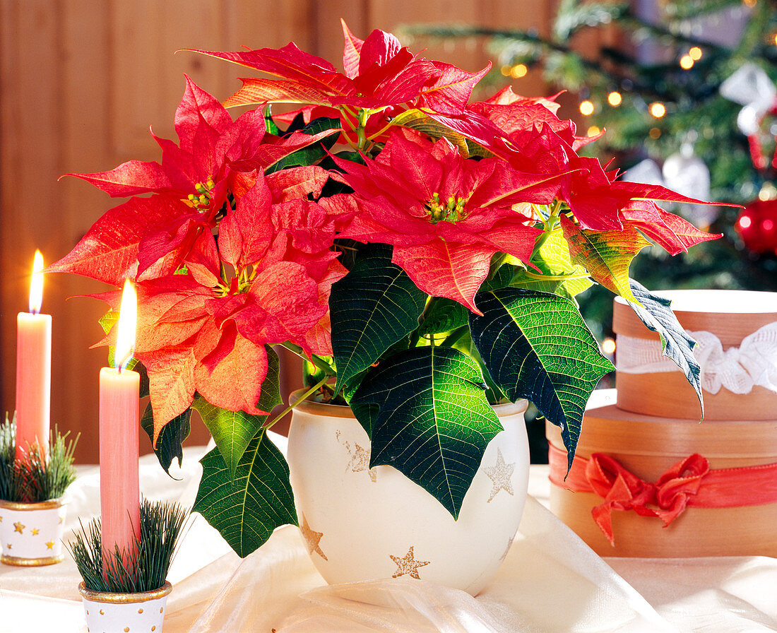 Euphorbia pulcherrima 'Purple Reign', (Poinsettia)