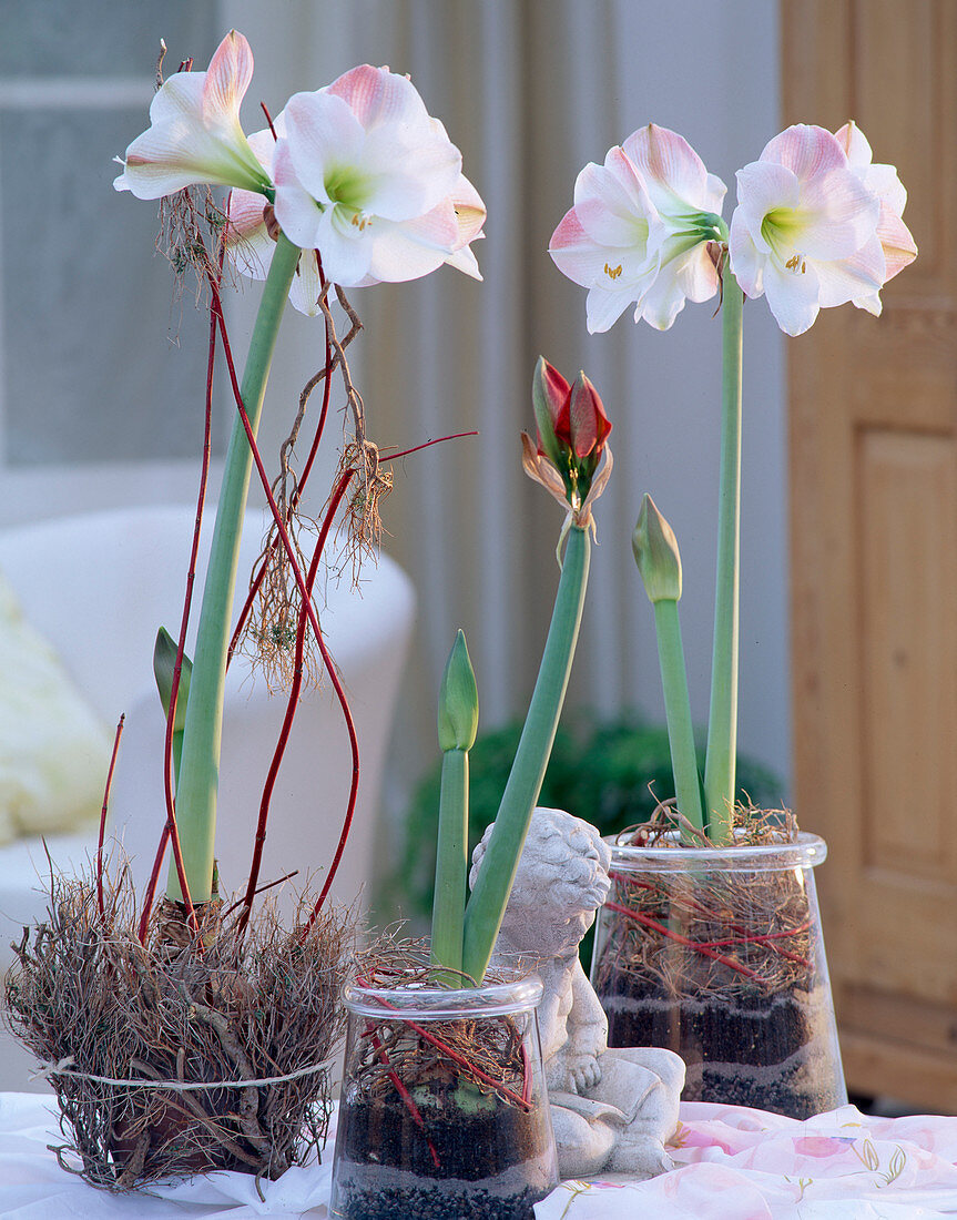 Hippeastrum-Hybr.