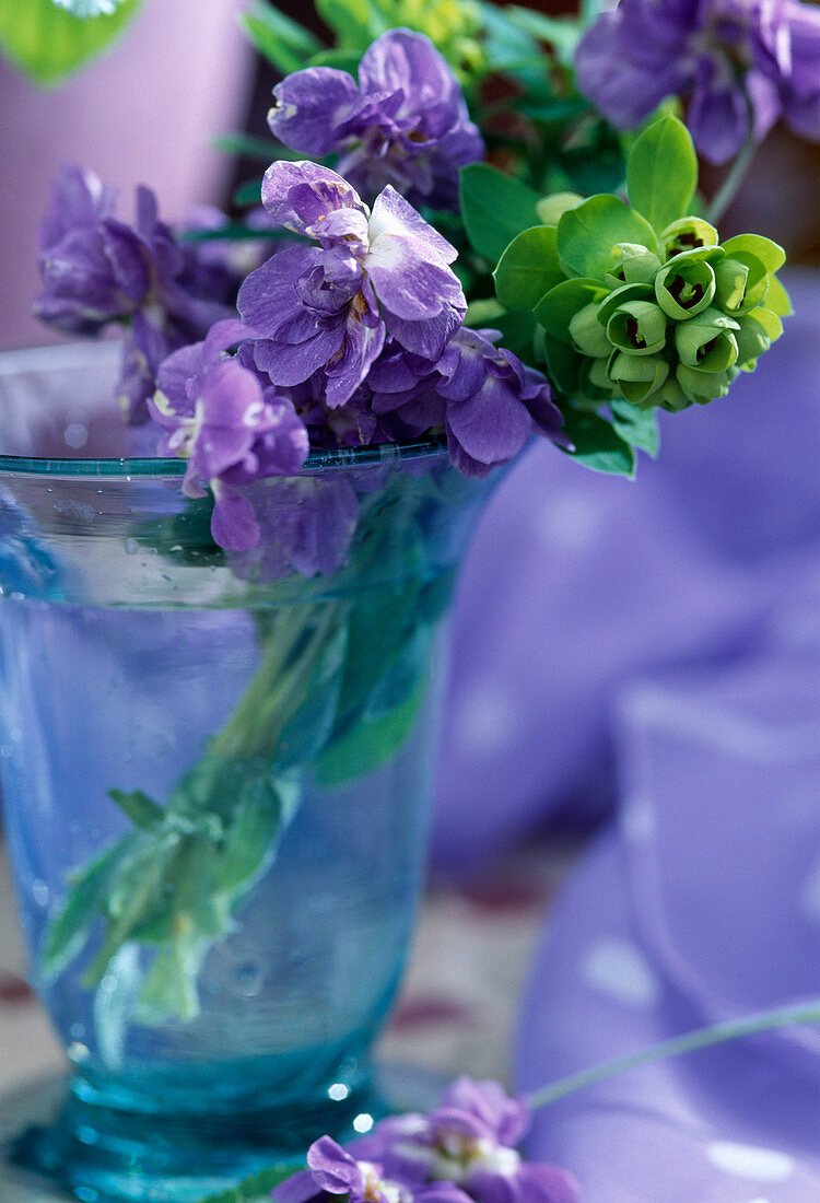 Viola suavis 'La Violetta' bouquet