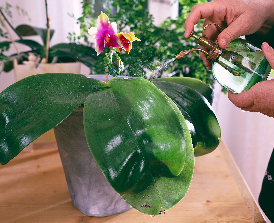 Orchideen lieben hohe Luftfeuchtigkeit